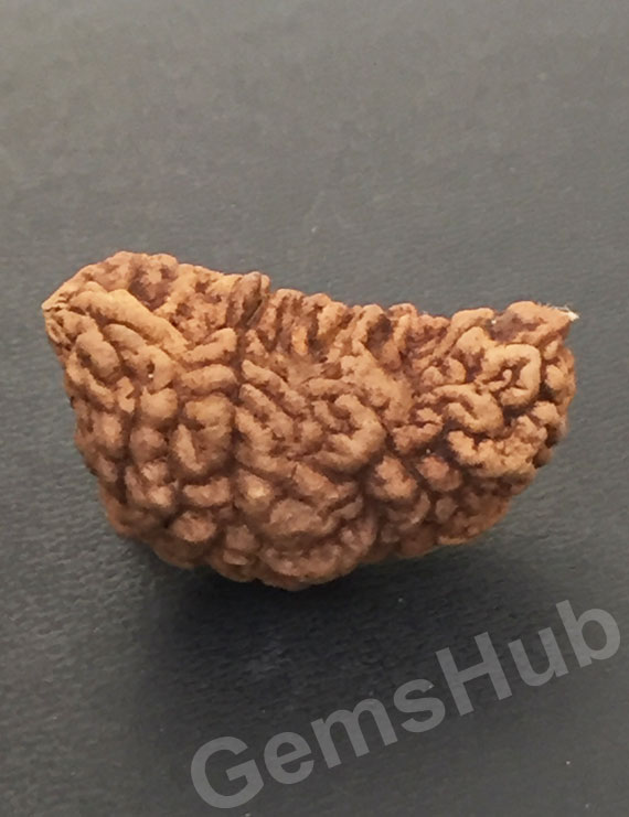 1 Face/Mukhi Certified Rudraksha Size- 30.60 mm